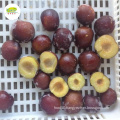 Natural Color Fresh Frozen Iqf Grade A Bulk Packaging Competitive Price Iqf Black Plum